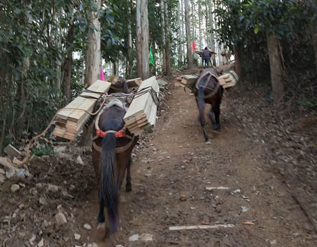 江山市马帮工程运输